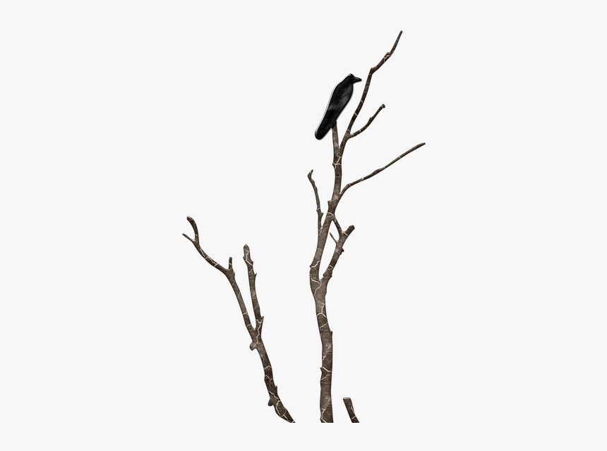 นก กับ กิ่ง ไม้, HD Png Download