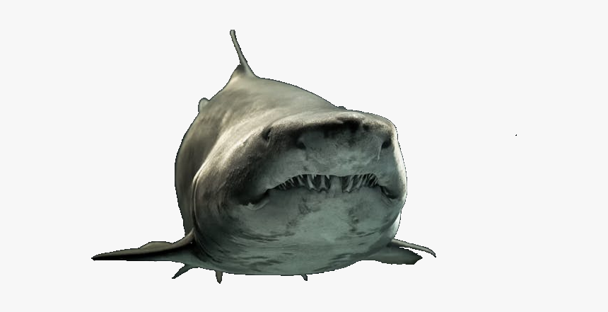 Great White Shark, HD Png Download