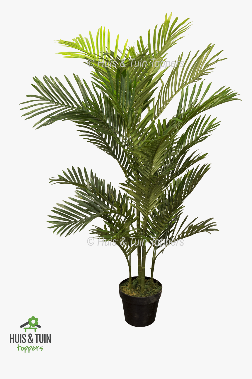 Kunstplant Areca Palm - Pond Pine, HD Png Download