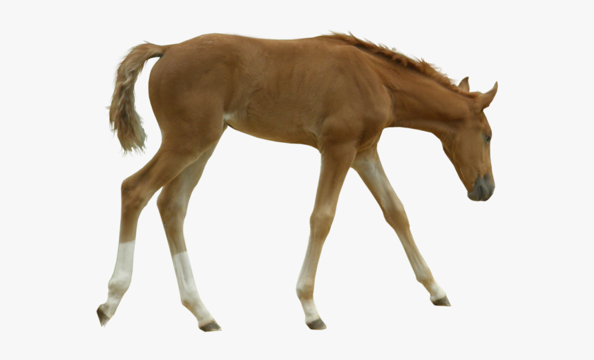 Foal Transparent Background, HD Png Download