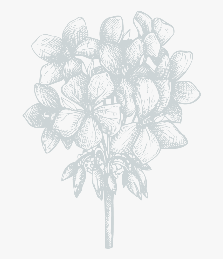 Sketch, HD Png Download