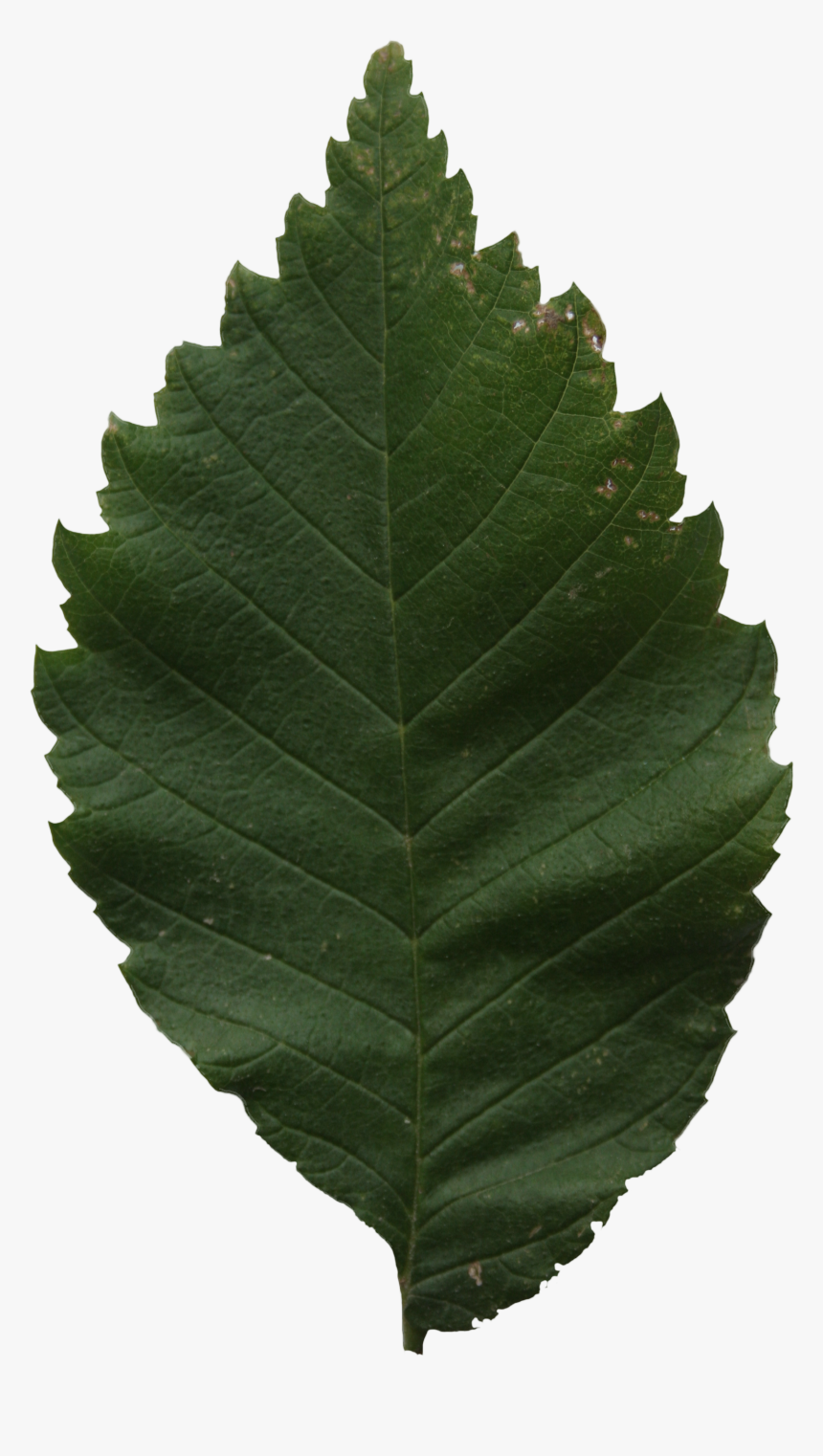 Ulmus Alata, HD Png Download