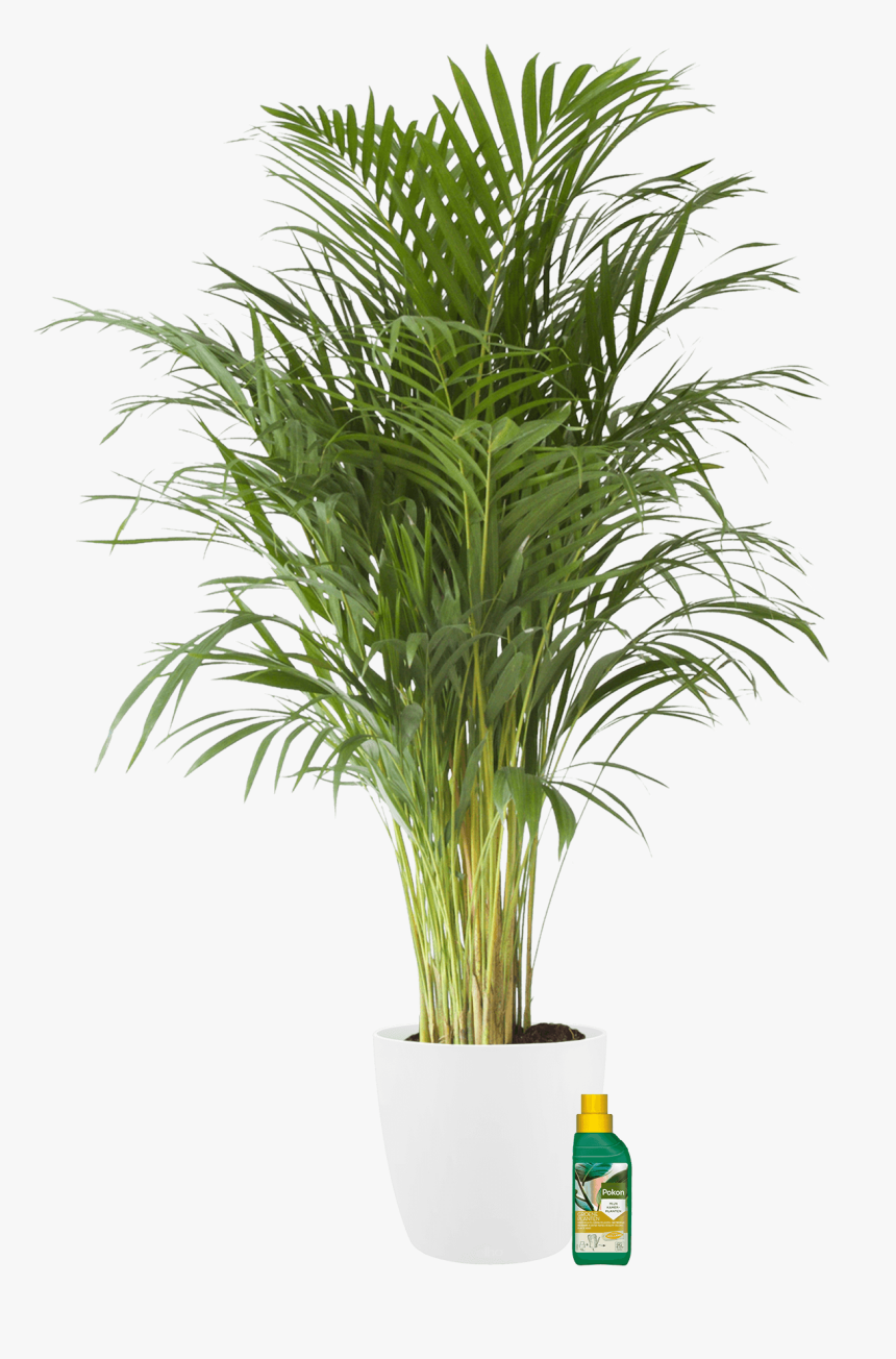 Palmier D Arec, HD Png Download