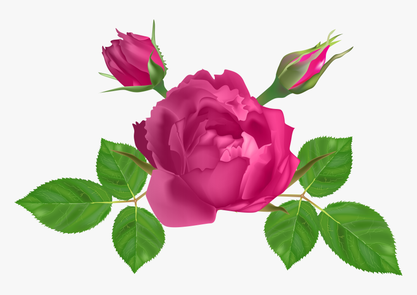 Garden Roses Clipart , Png Download - Rosa Rosadas Horizontales Png, Transparent Png