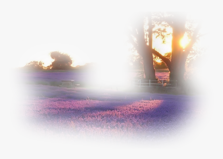 #trees #nature #foreground #background #purpleflower - Sunlight, HD Png Download