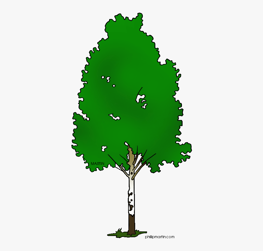 Silver Birch Tree Clipart, HD Png Download