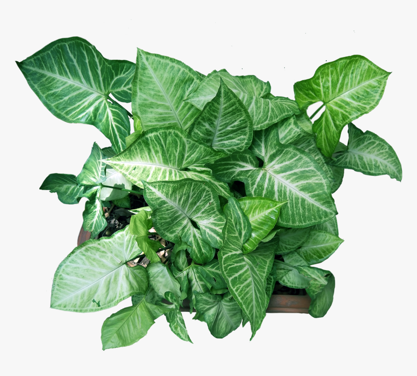 Flower Plant Top Png, Transparent Png