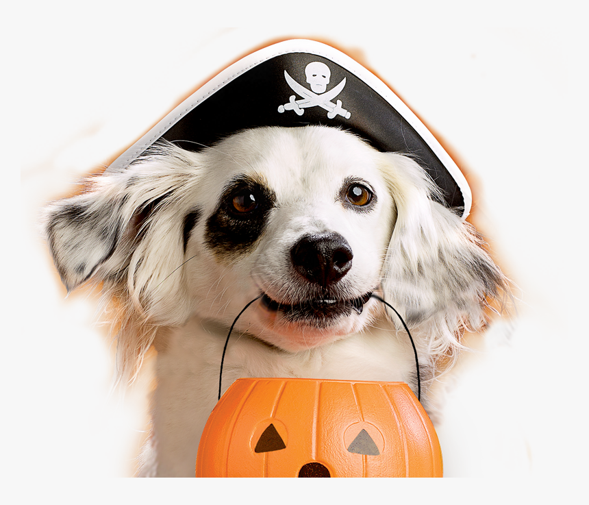 Milk Bone Study Shows Dogs Are Ultimate Trick Or Treaters - Trick Or Treating Dog, HD Png Download
