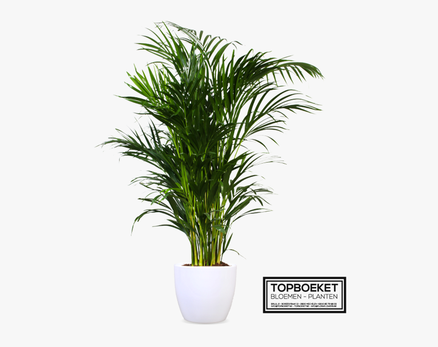 Plantsome, HD Png Download