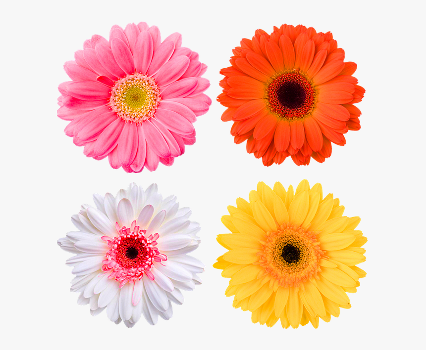 Flower Png For Edits, Transparent Png