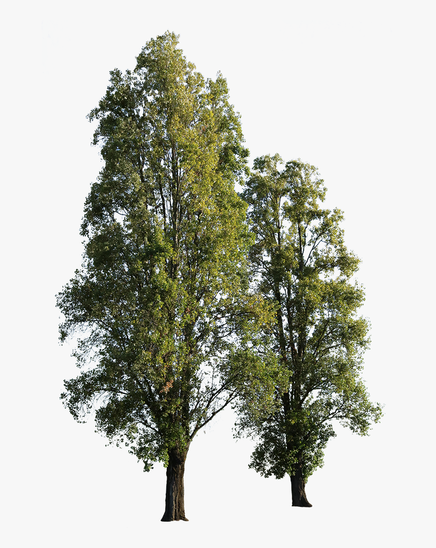 Tannen Freigestellt, HD Png Download