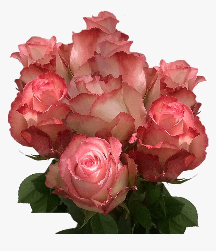 Real Light Peach Roses Cheap Cut Roses Fresh Flowers, HD Png Download