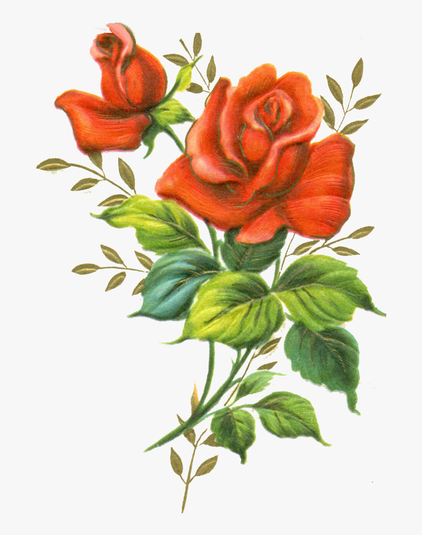More Like Red Rose Png By Jinifur - Red Rose, Transparent Png