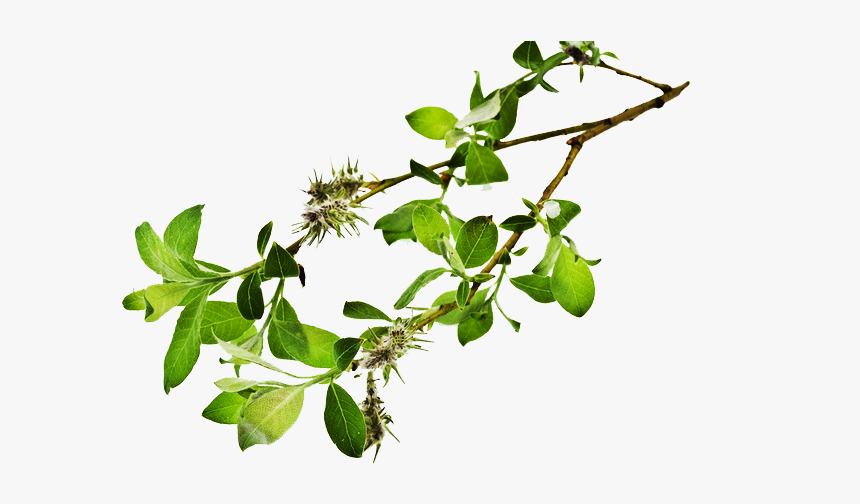 Branch Free Download Png - Art In Motion, Transparent Png