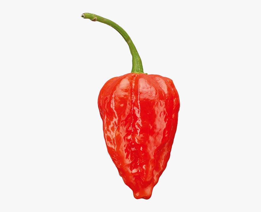 Chili Pepper Png, Transparent Png