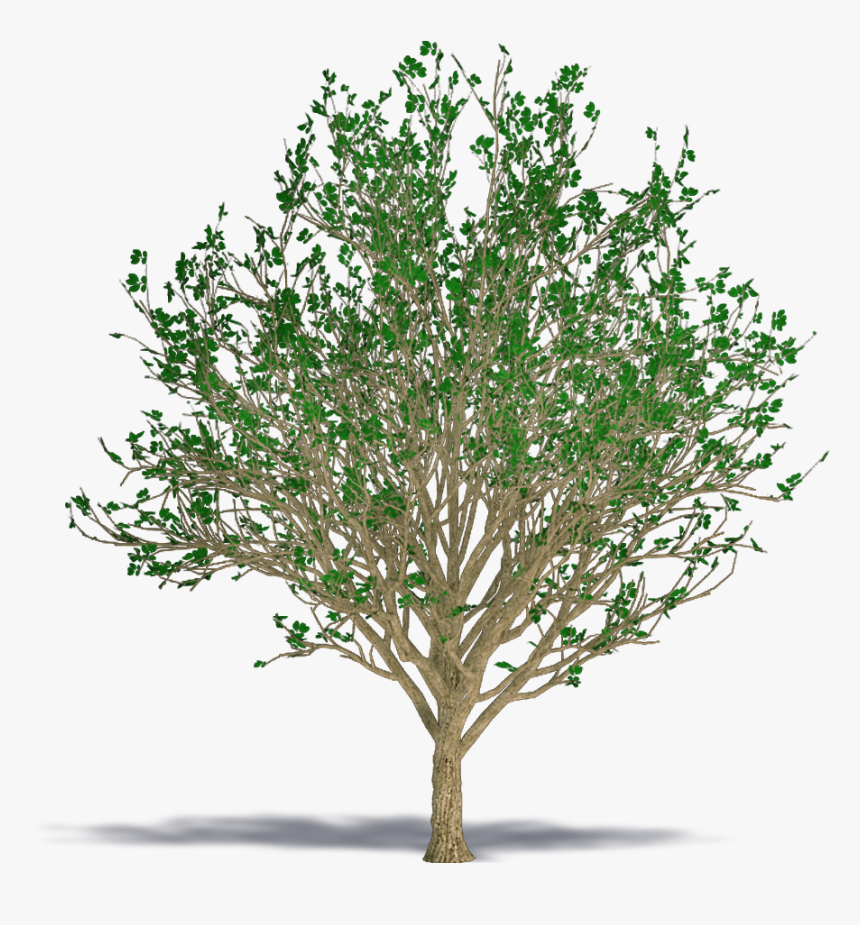 Bird Cherry - River Birch, HD Png Download