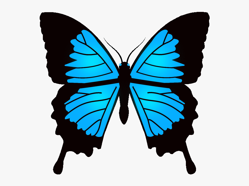 Butterfly Pics Animation Opengameart Org Preview - Real Papilio Ulysses Butterfly, HD Png Download