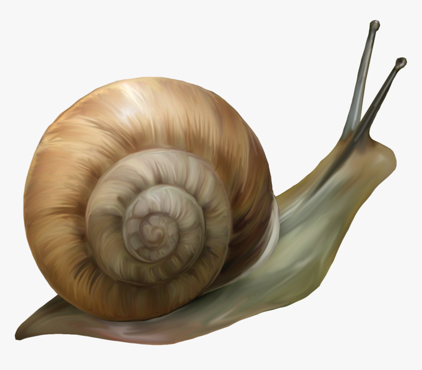 Transparent Background Snail Png, Png Download