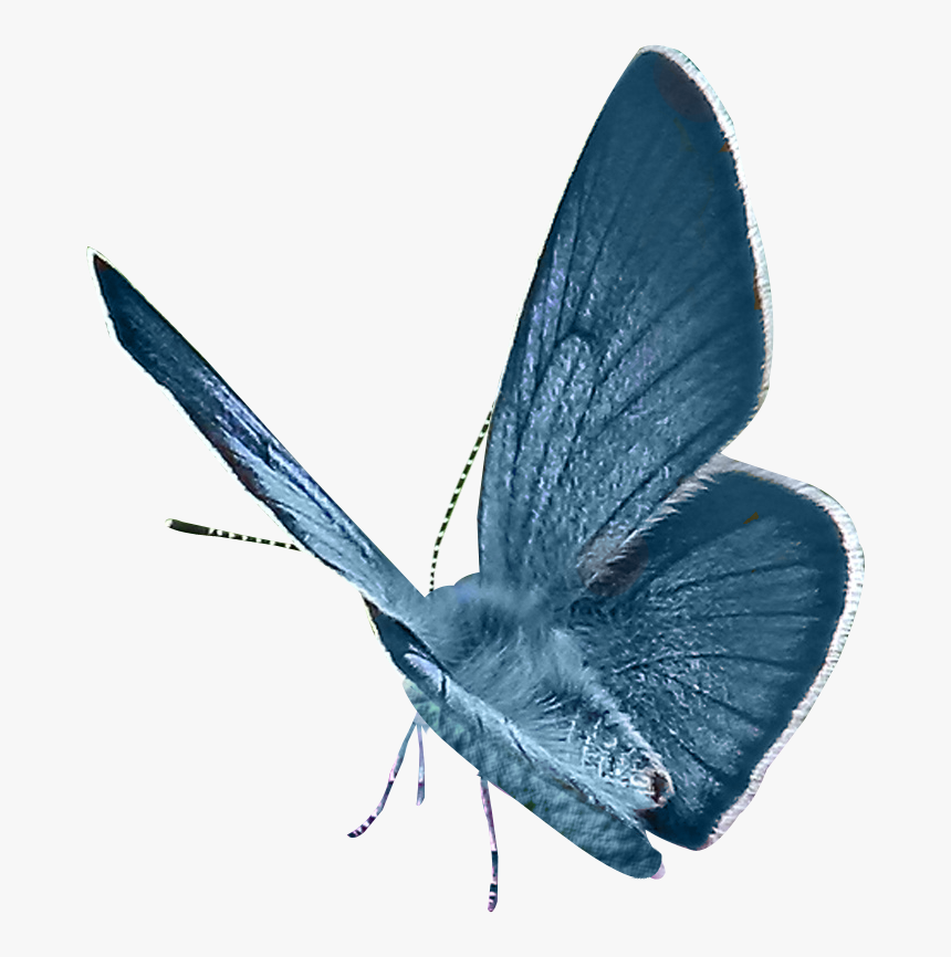 Lepidoptera, HD Png Download