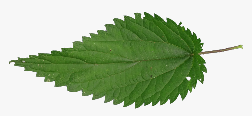 Nettle Png, Transparent Png