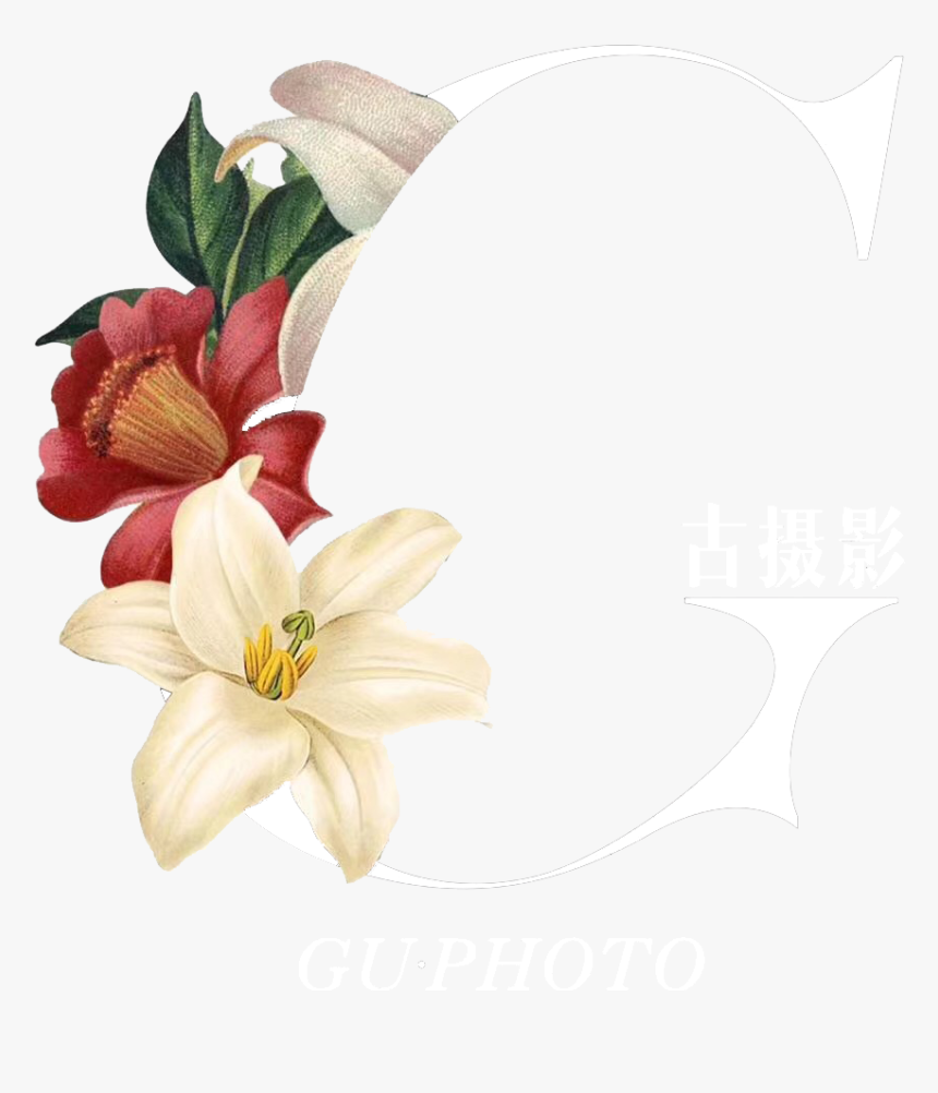 \ - Lily, HD Png Download
