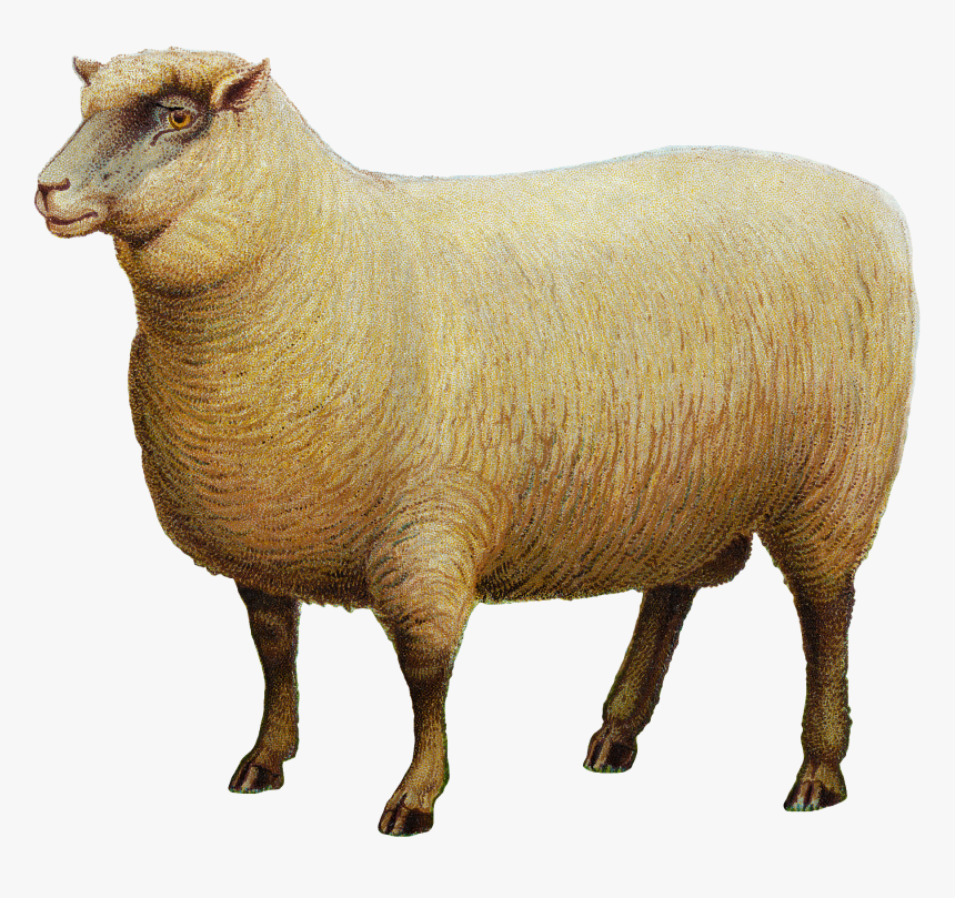 Southdown Sheep Goat Portable Network Graphics Livestock - Domba Png, Transparent Png