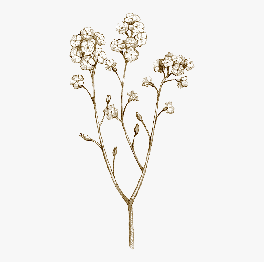 Natural Drawing 04 - Yarrow, HD Png Download