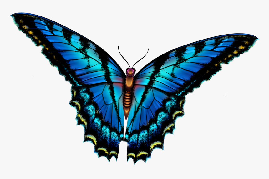 Butterfly, HD Png Download