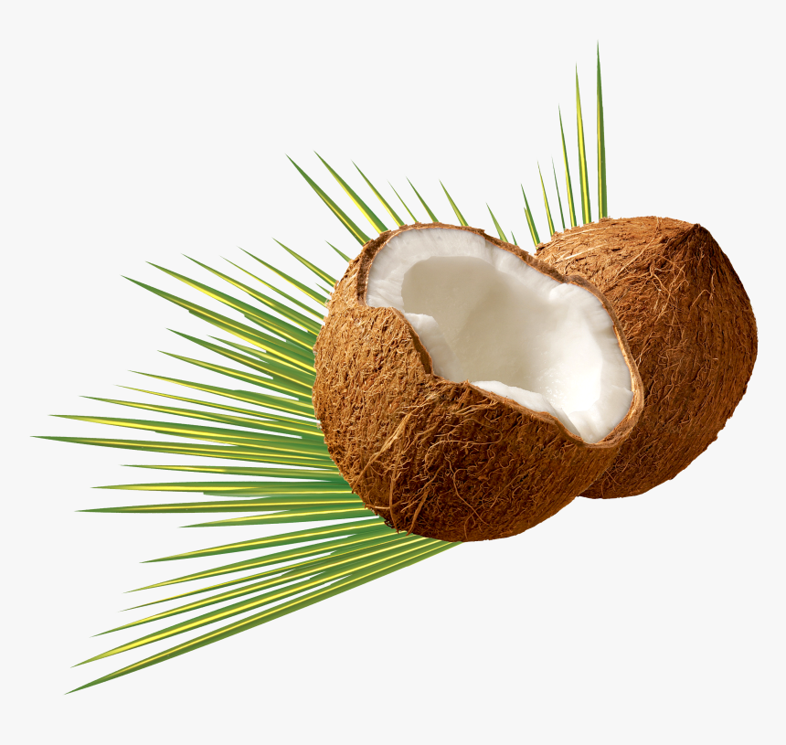Png Transparent Coconut Png, Png Download