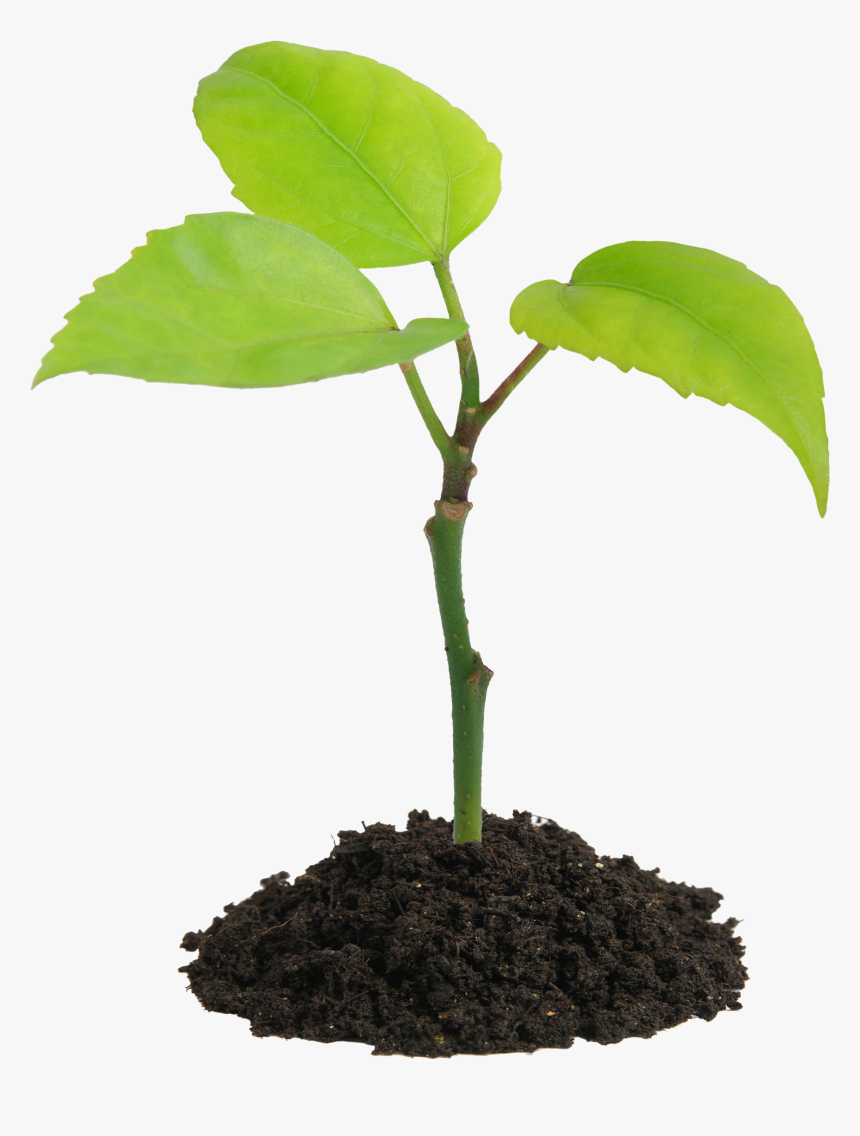 Seedling Png, Transparent Png