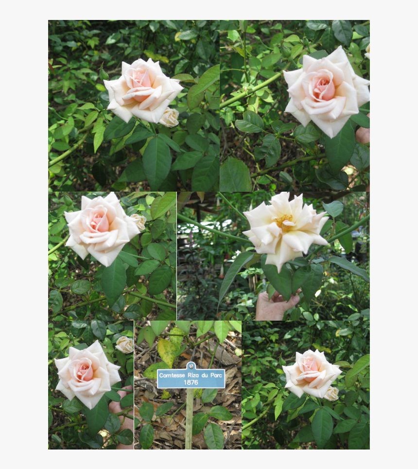 Garden Roses, HD Png Download