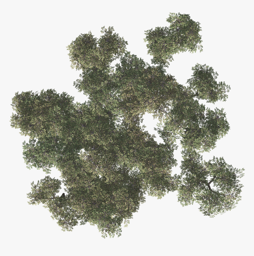 Pond Pine, HD Png Download