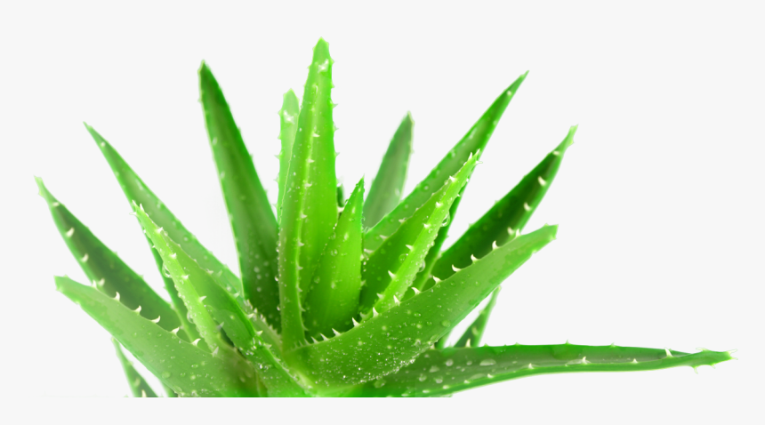 Aloe Vera Plant Hd, HD Png Download