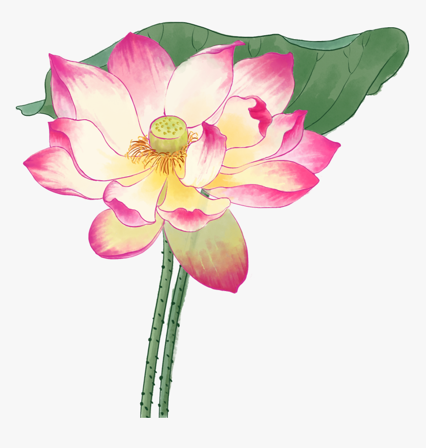 Hoa Sen Màu Nước, HD Png Download