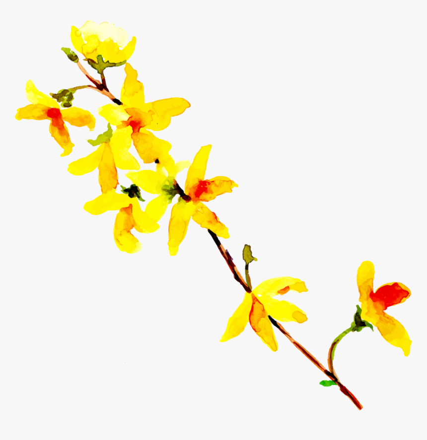 Forsythia, HD Png Download
