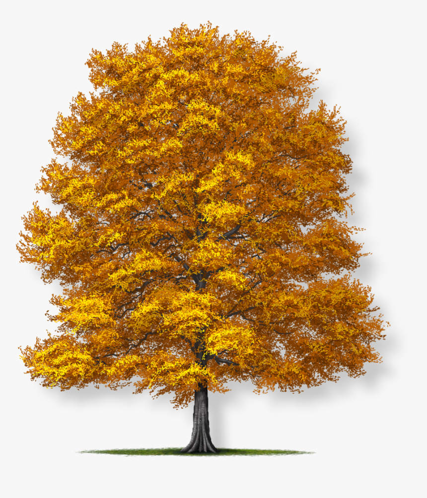 Fagus Grandifolia American Beech Tree, HD Png Download