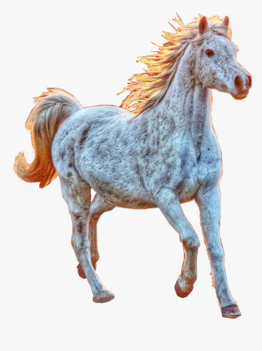 #horse #white #running #newvikstar #freetoedit - Stallion, HD Png Download