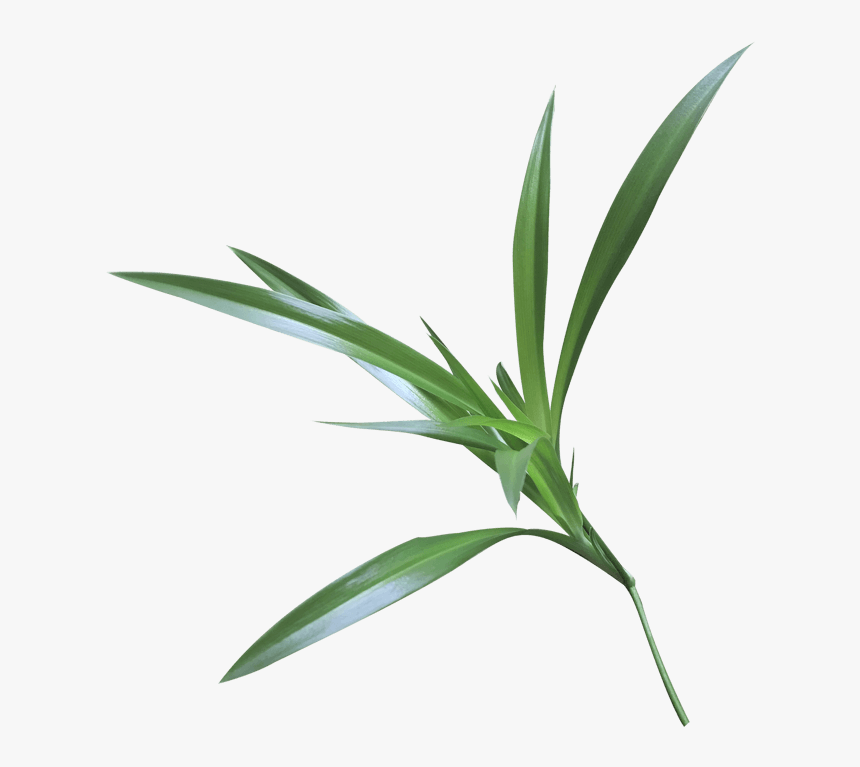 高清人物手势模特摄影 - Grass, HD Png Download