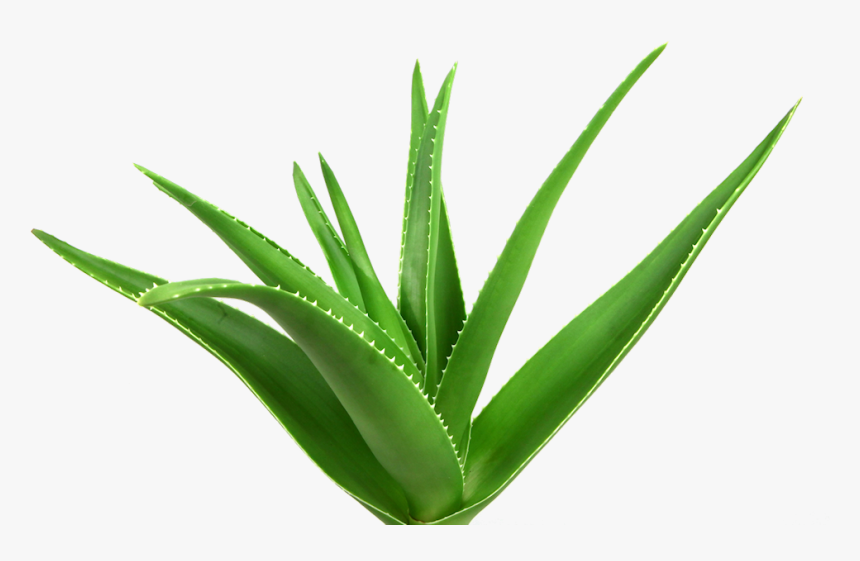 Your Skins Nutrition Business - Aloe Vera Images Hd, HD Png Download