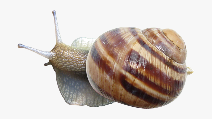 Snail, HD Png Download
