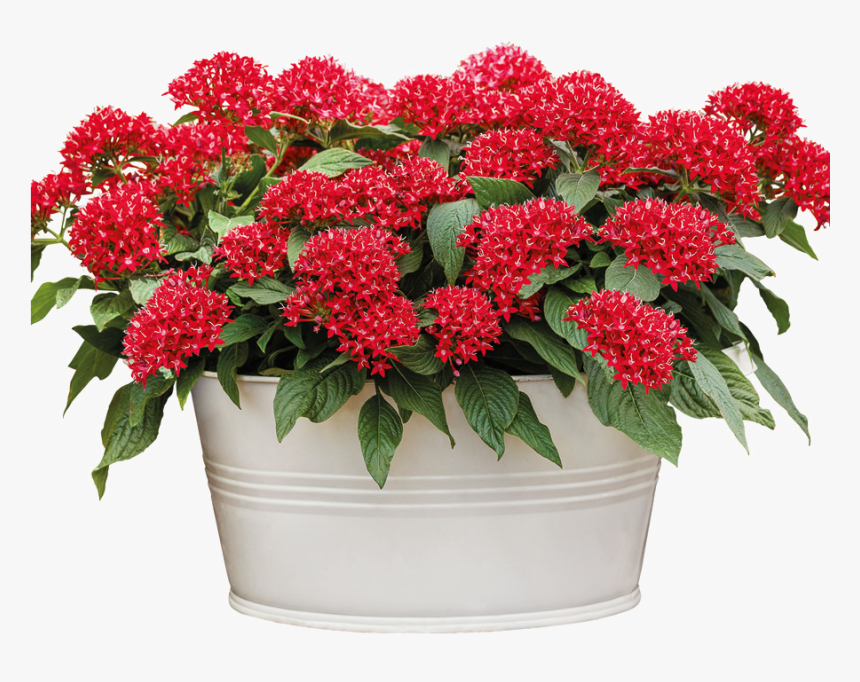 Pentas Flower On Pot, HD Png Download
