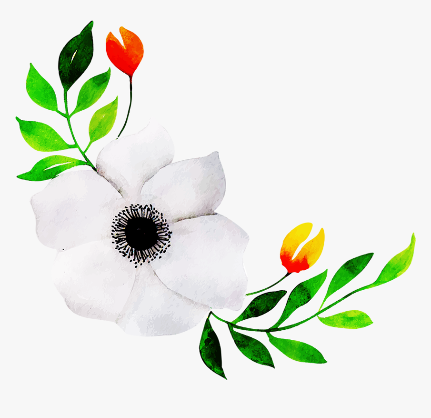 Mandevilla, HD Png Download