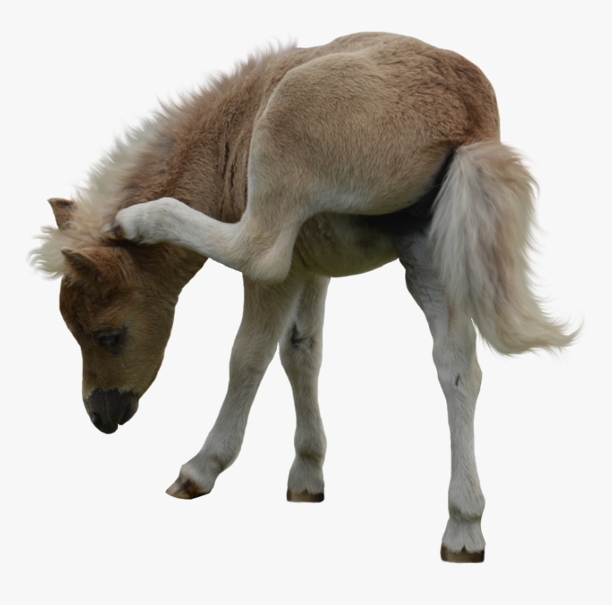 Miniature Horse White Background, HD Png Download