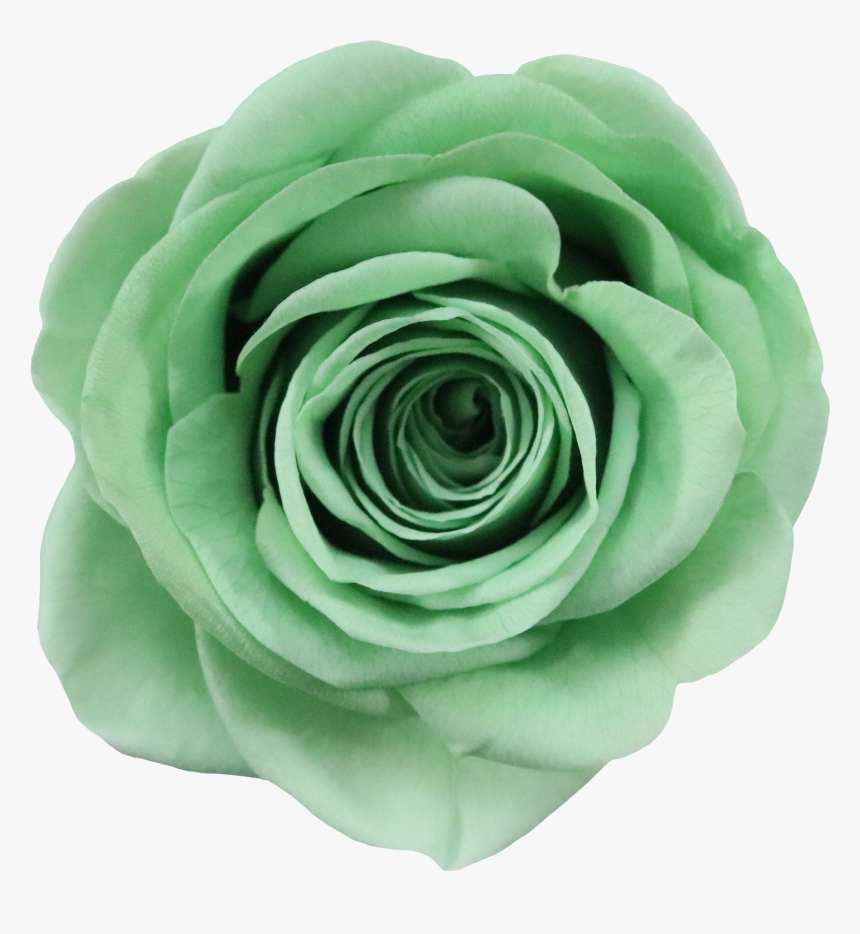 Floribunda, HD Png Download