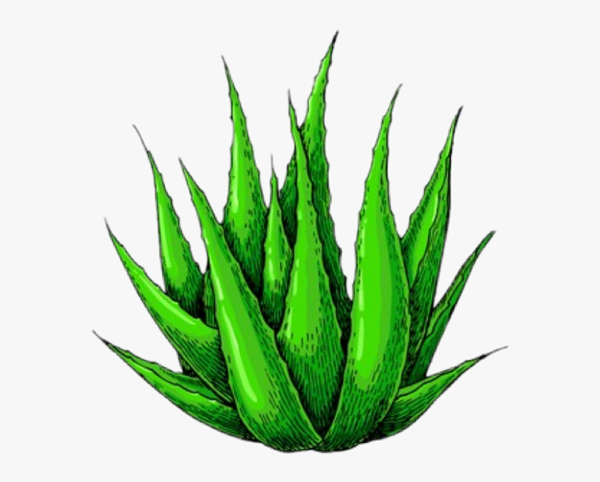 #aloevera - Aloe Vera Banner Vertical, HD Png Download