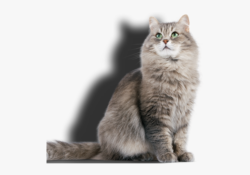 Pet Sitting Swindon - Grooming Pets, HD Png Download