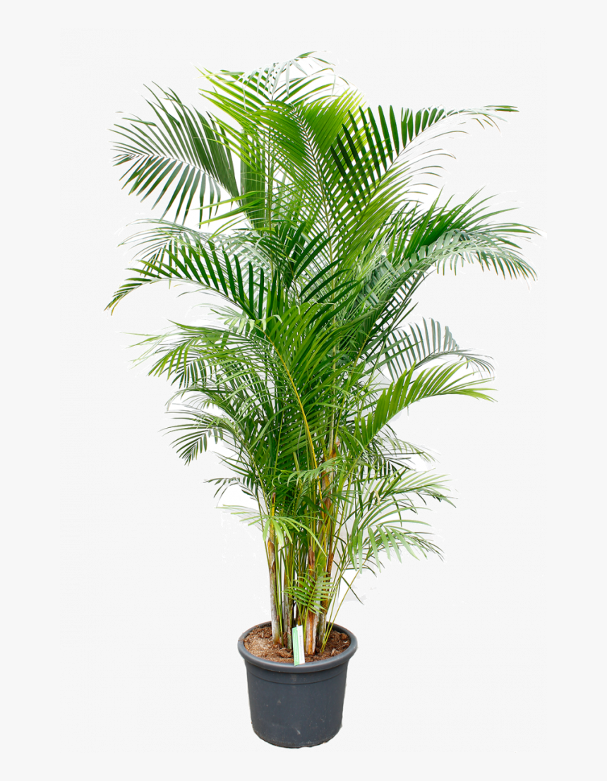 Dracena Fragrance, HD Png Download