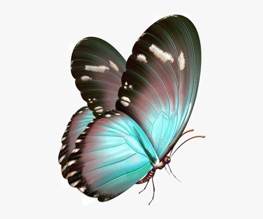 Бабочка Перламутровая Гифка, HD Png Download