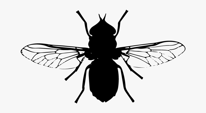 Net-winged Insects, HD Png Download