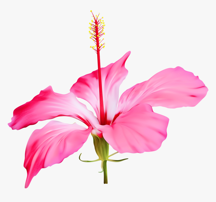 Clip Art Shoeblackplant Portable Network Graphics Flower - Hawaii Flower Transparent Free, HD Png Download